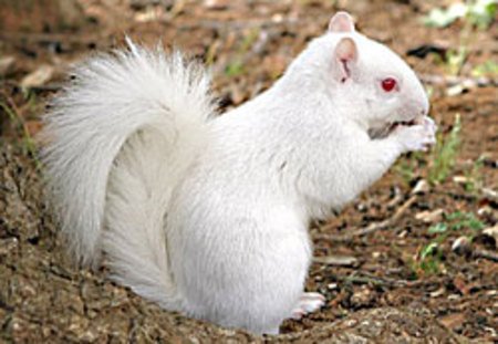 albino squirrel