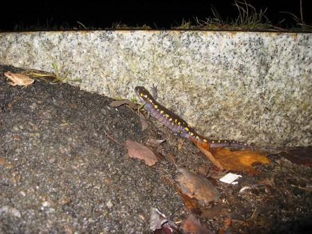 A prototypical salamander ramp